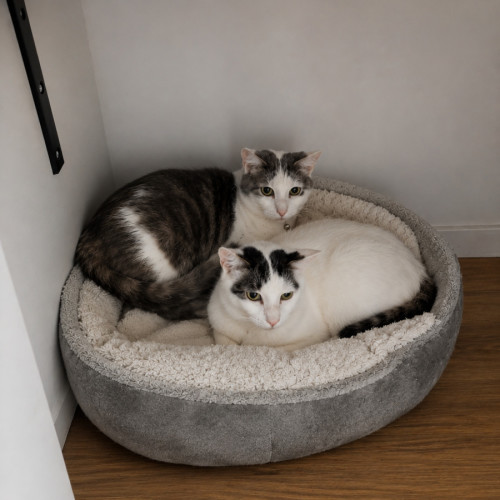 No photo for Lucky & Rose *9 Lives Project Rescue*