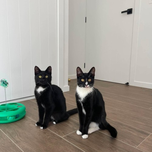 Bandit and Cuddles (Bonded)