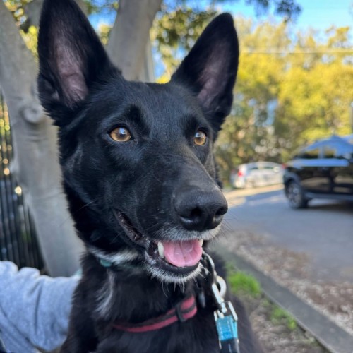 Zena