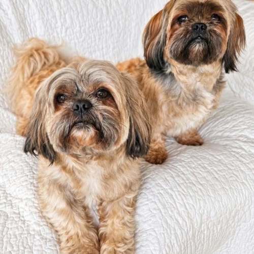 Rusty & Coco