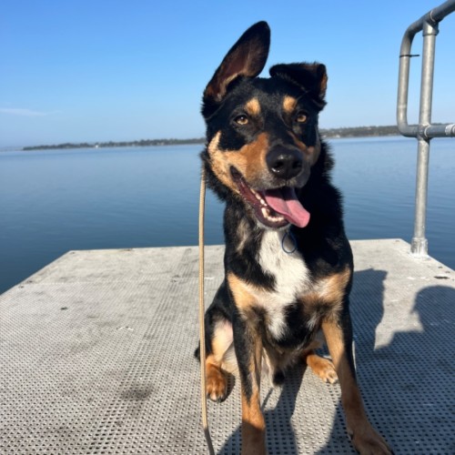 Archie