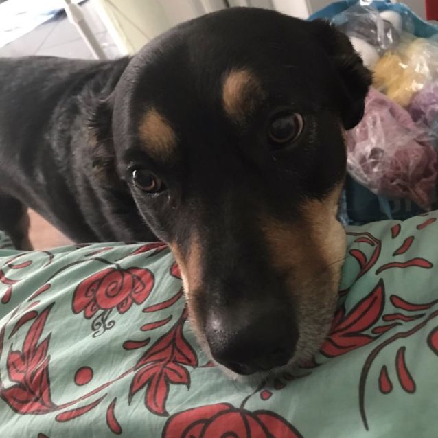 Photo of Rosie