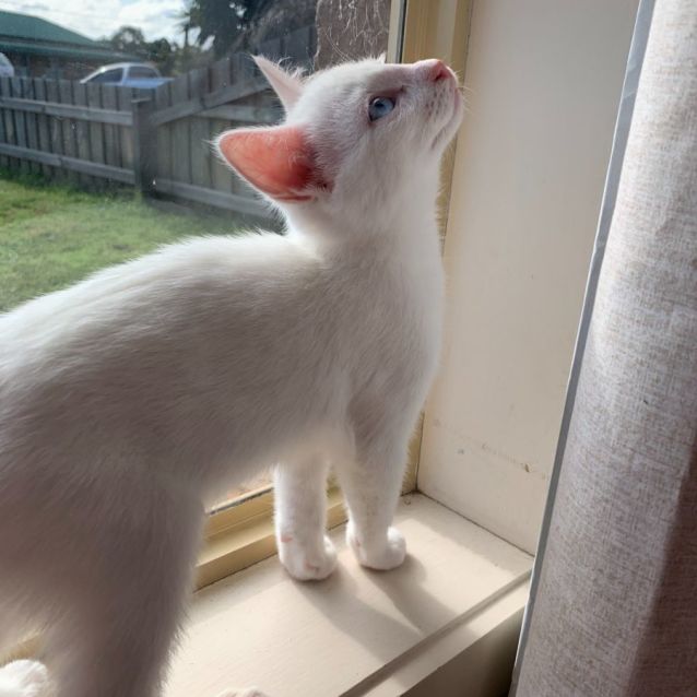 Photo of Marshmallow