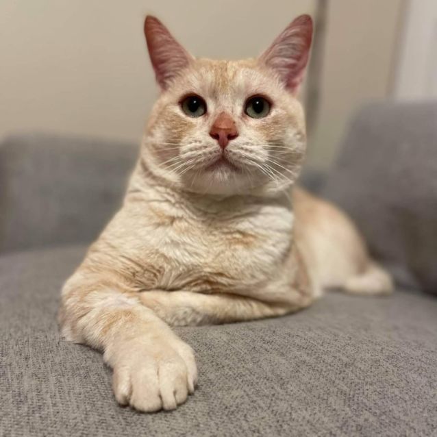 Photo of Leroy (Located In Geelong)