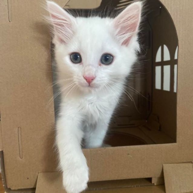 Photo of Leonardo  8 Week Old (On Trial 25/01/22)