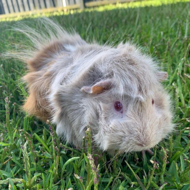 Photo of Freckle