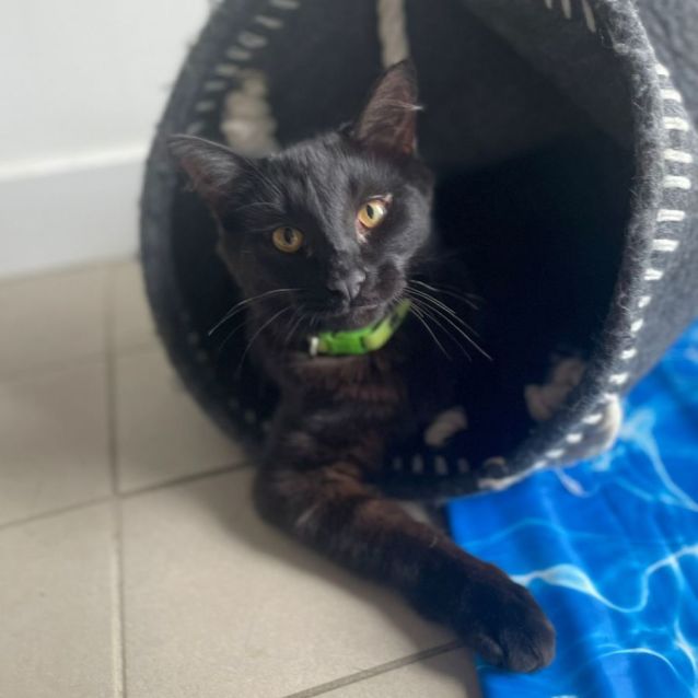 Photo of Kit Kat 