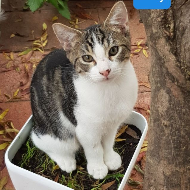 Photo of Rolly **2nd Chance Cat Rescue**