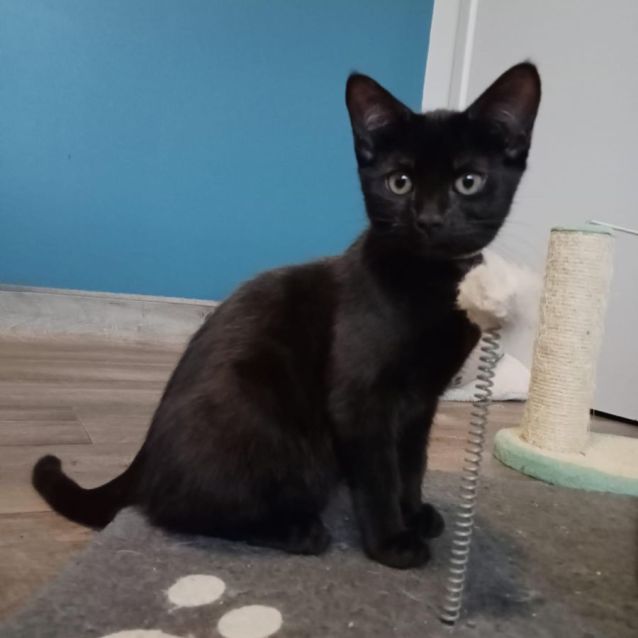 Photo of Sage