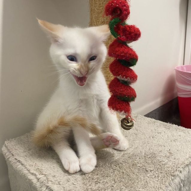 Photo of Marshmallow