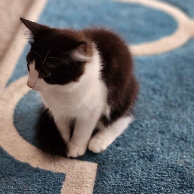 Photo of Rascal ^^Dandy Cat Rescue^^