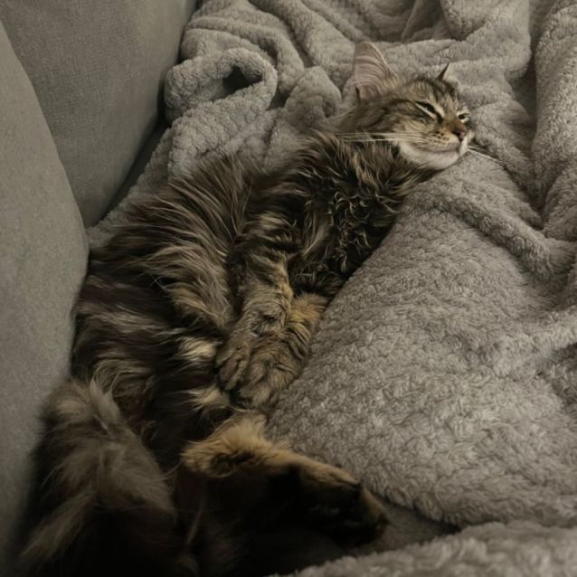 Photo of Loki  **2nd Chance Cat Rescue**