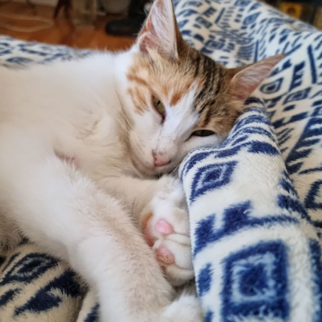 Photo of Belle Belle 🦋