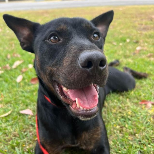 Photo of Hendrix Dl2870