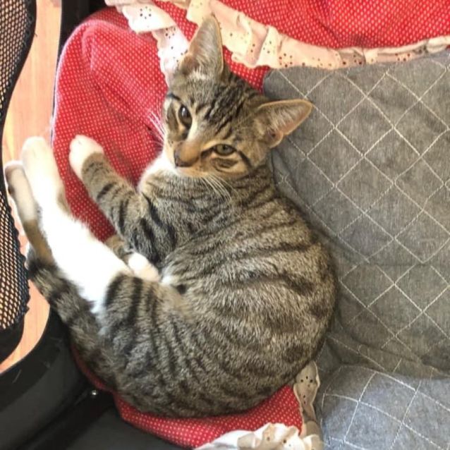 Photo of Missy ~ Adopt Me @ Petstock Hastings 