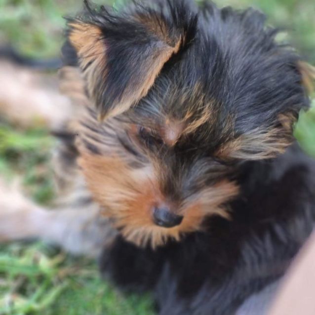 Small Male Yorkshire Terrier Dog In Qld