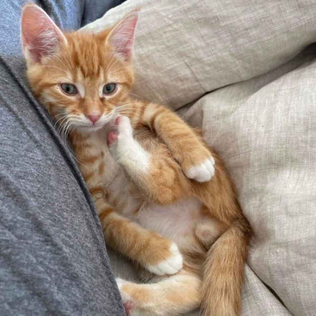 Photo of Moo Moo & Top Cat