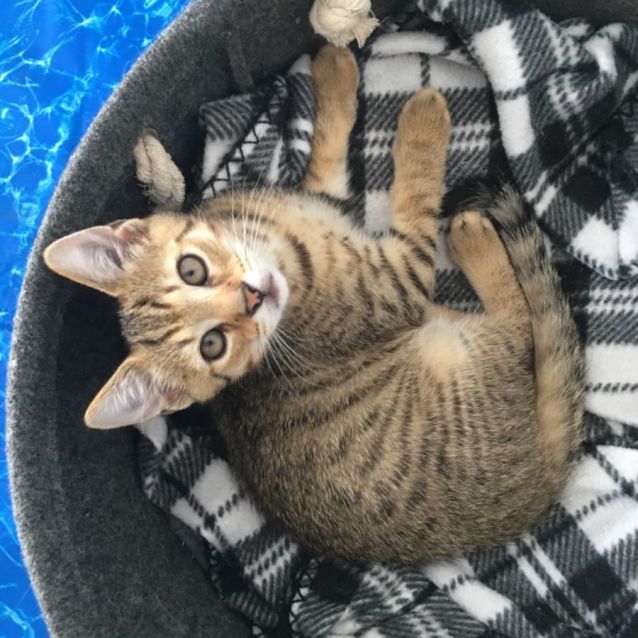 Photo of Sol ☀️ Meet Me @ Petstock Chelsea