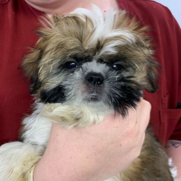 Mr Mango Marshmallow Small Male Shih Tzu Dog in QLD PetRescue