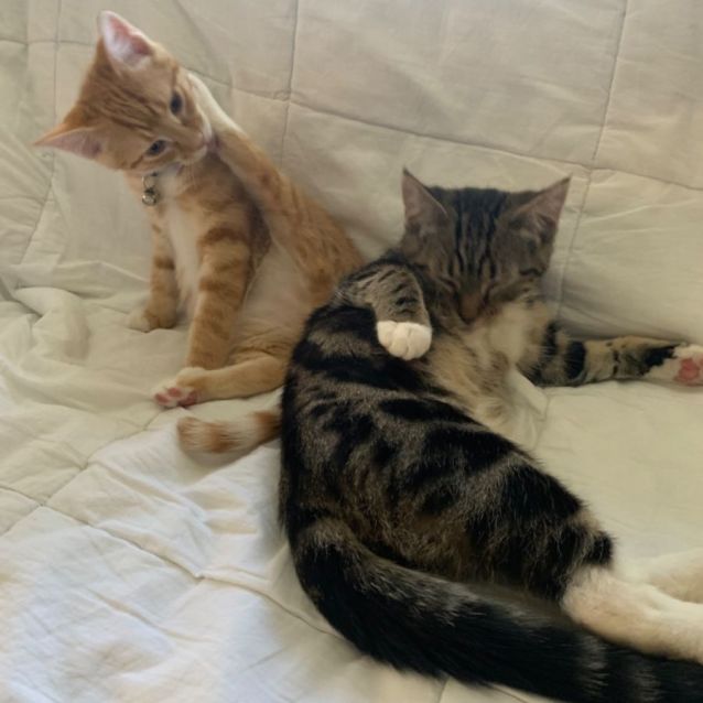 Photo of Moo Moo & Top Cat