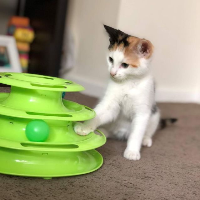 Photo of Cookie (Located In Narre Warren North)