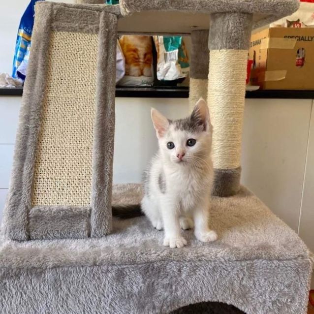 Photo of Snowflake