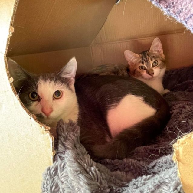 Photo of Willow ~ Adopt Me @ Petstock Hastings Store