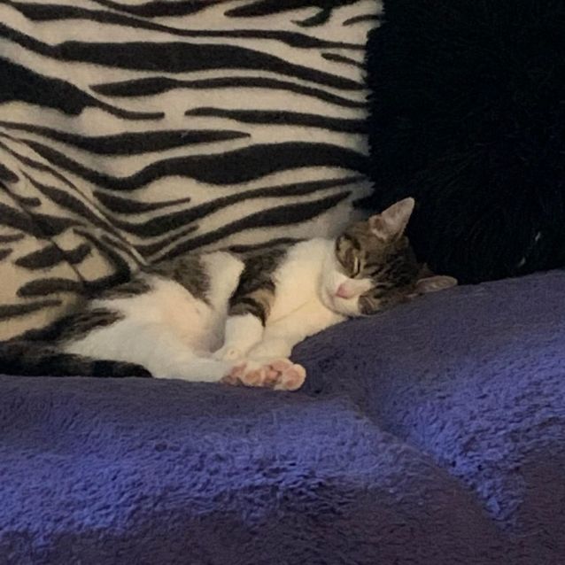 Photo of Georgie