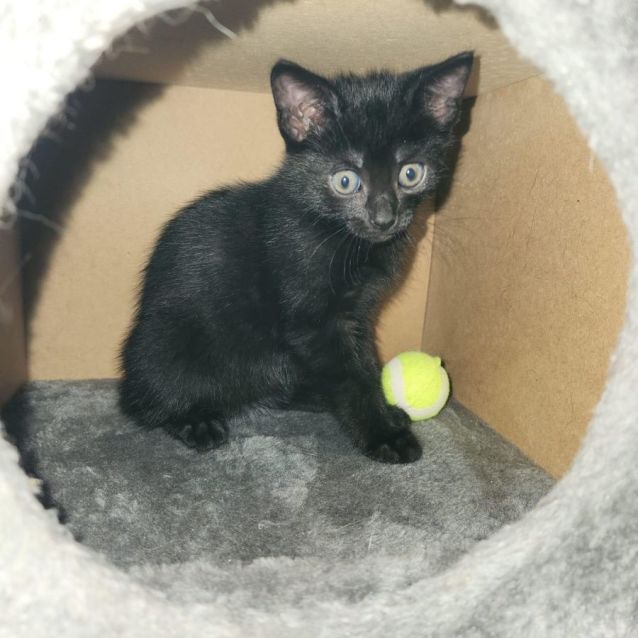 Photo of Stella