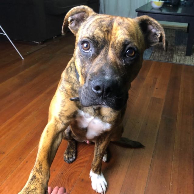 Ziggy Medium Male Boxer x Staffy Mix Dog in VIC PetRescue
