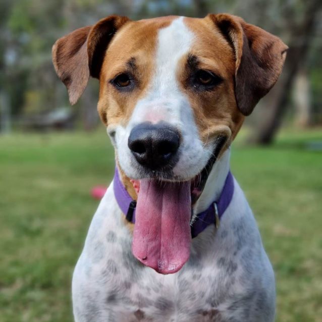 Photo of Indi