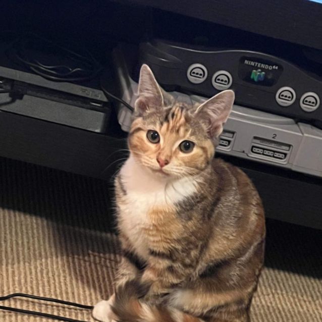 Photo of  Duchess Meet Me At Petstock Hastings 18/6/23