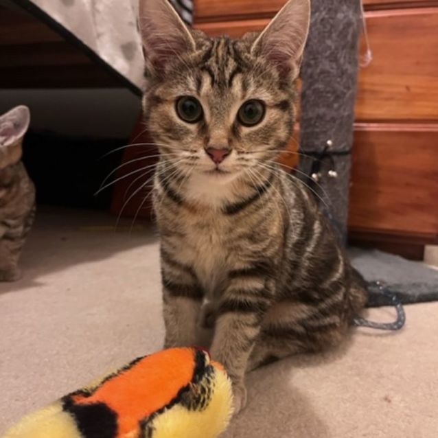 Photo of Edna Rose 🌹 Meet Me At Petstock Hastings