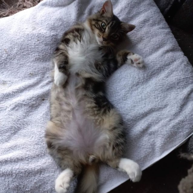 Photo of Peanut