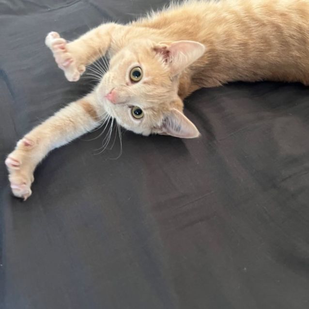 Photo of Beanie Meet Me At Petstock Mornington Nepean Hwy