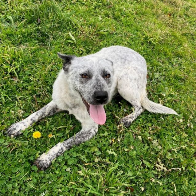 Photo of Archer