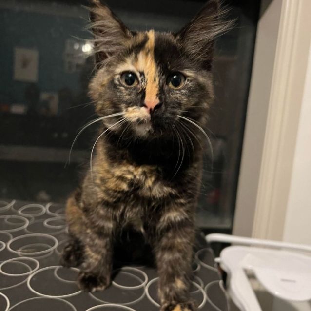 Photo of Poppy (Located In Cranbourne)