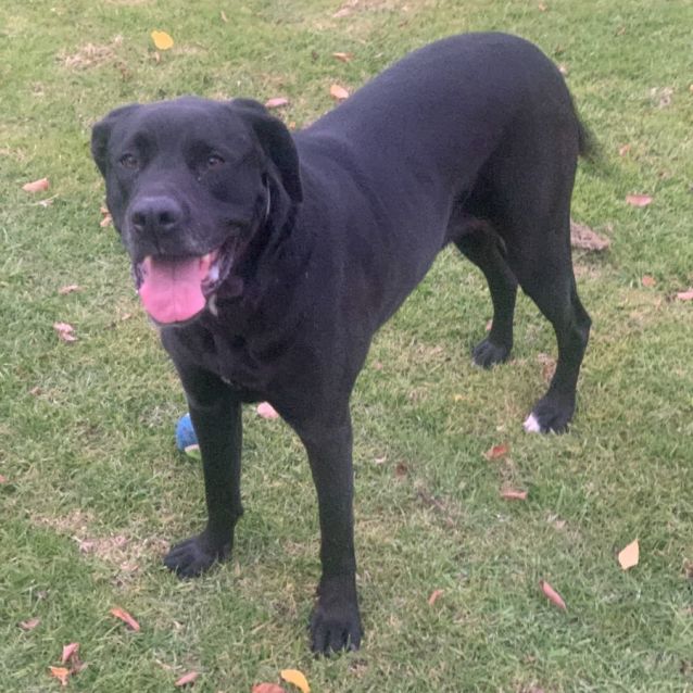 QueenCamilla Large Female Labrador x Mastiff Mix Dog in VIC PetRescue