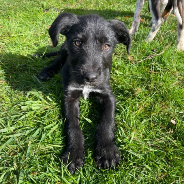 Irish wolfhound german wirehaired pointer sale mix