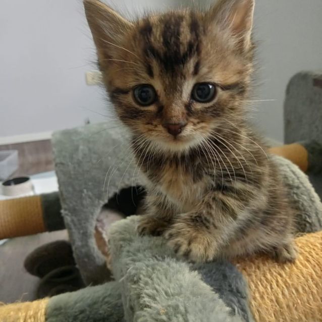 Photo of Lancelot