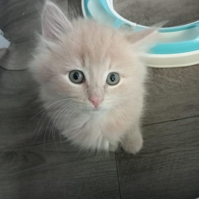 Photo of Merlin