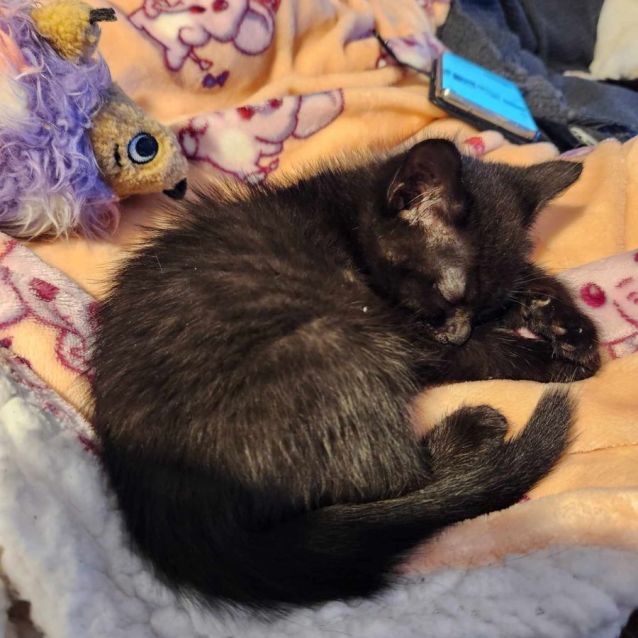 Photo of Ebony