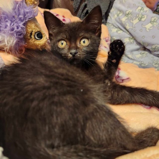 Photo of Ebony