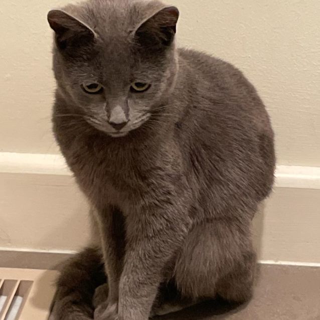 Photo of Violetta Meet Me At Petstock Keysborough 