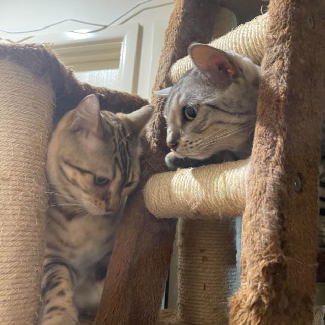 Photo of Sultan & Angel