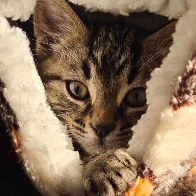 Photo of Obi