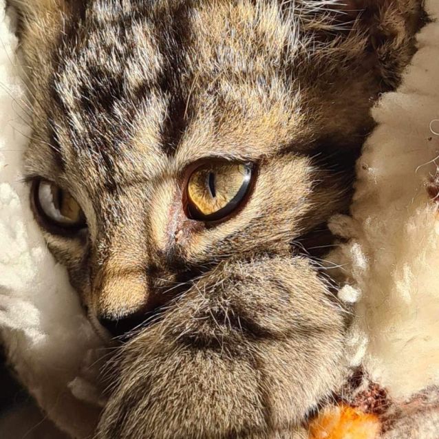 Photo of Obi