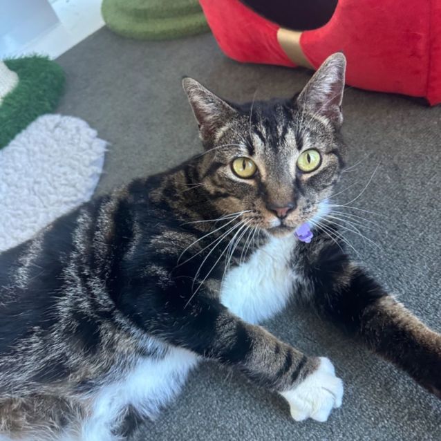 Photo of Wombat 😻🤗