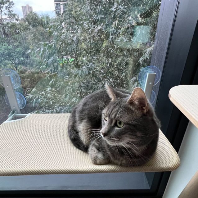 Photo of Meow Meow