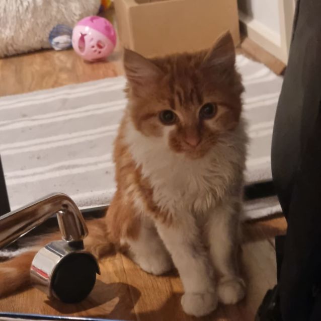 Photo of Cheeto & Pretzel 🥨